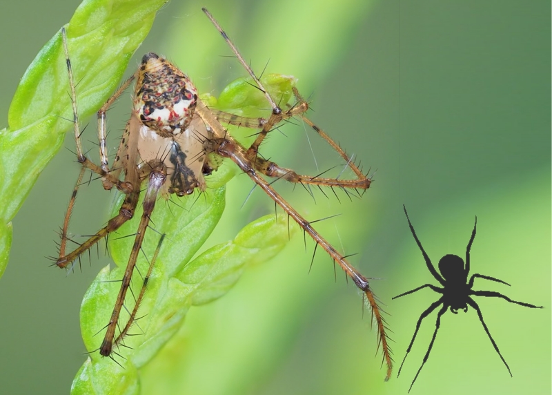 ID My Spider | The Arboretum